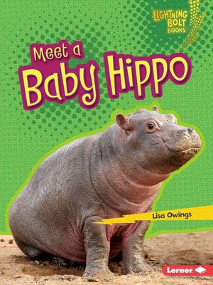 cover image of Meet a Baby Hippo